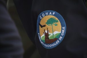 Tras muerte de zorro chilla: Conaf Atacama llamó a no domesticar fauna nativa