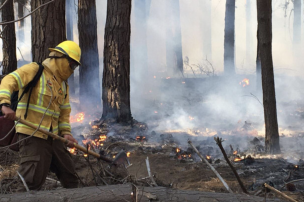 Alerta Roja para la comuna de Valparaíso por incendio forestal