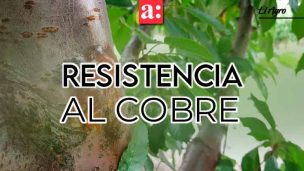 Resistencia al cobre: una complicación para el control del cáncer bacterial de cerezos