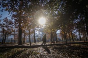 CONAF celebra Día Mundial del Árbol impulsando la creación de áreas verdes