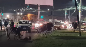 Vaca que da a luz en Quilpué obliga a cortar el tránsito por precaución