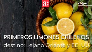 Primeros limones chilenos tienen como mercados de destinos el Lejano Oriente y EE. UU