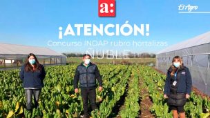 Concurso especial para el rubro hortalizas abrió INDAP Ñuble