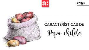 Presentan características morfológicas, productivas y alimenticias de 4 variedades nativas de papa chilota