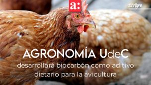 Agronomía UdeC desarrollará biocarbón como aditivo dietario para la avicultura