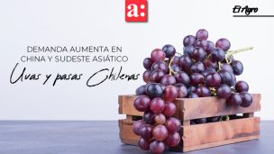 La demanda de uvas y pasas chilenas ha aumentado en China y el sudeste asiático