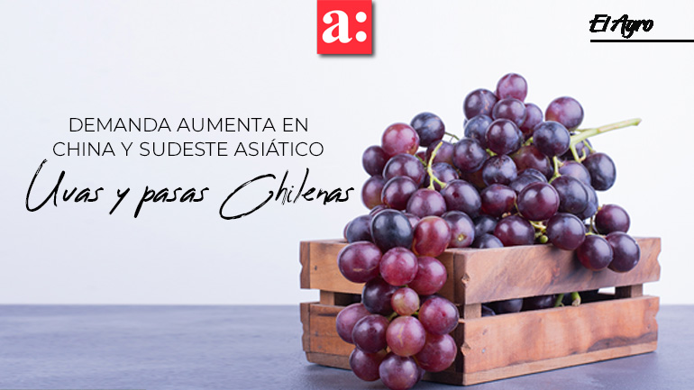 La demanda de uvas y pasas chilenas ha aumentado en China y el sudeste asiático