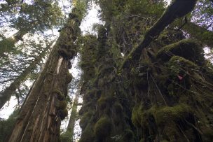 Día Mundial del Árbol: WWF Chile propone generar programa gubernamental para incentivar restauración del bosque nativo