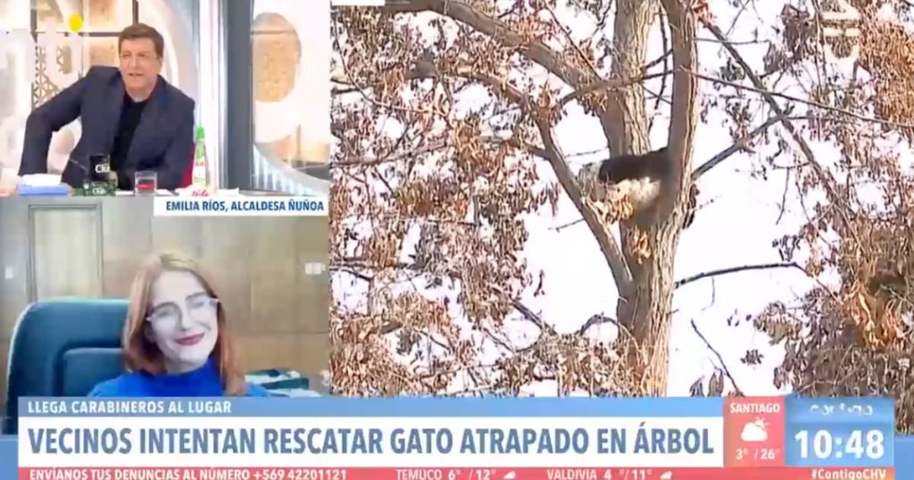 “Llamando a Boric para que lo baje”: Historia de gato atrapado en árbol tuvo feliz desenlace en “Contigo en la Mañana”