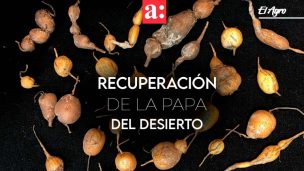 Investigadores trabajan en la recuperación de la papa del desierto