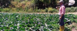 Federación de Productores de Fruta aseguraron que existe una preocupante falta de trabajadores en faenas