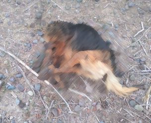 Reportan grave caso de maltrato animal en Putaendo: Perro fue amarrado con alambres y arrojado a canal de regadío