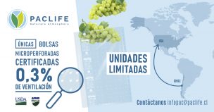 Hito del 0,3%: Paclife consigue único certificado en uva de mesa a USA