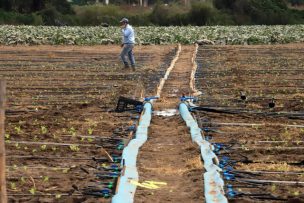 SNA valora decreto de emergencia agrícola en cuatro regiones, pero le 