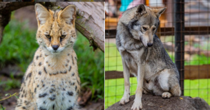 Vecinos de María Pinto alertaron de zoológico en condominio: SAG autorizó funcionamiento