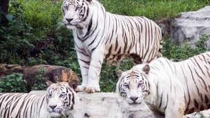 Trabajadora de Parque Safari muere tras ser atacada por tigre en Rancagua