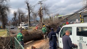 Árbol de gran proporción cayó en medio de la calle en sector de rotonda Quilín