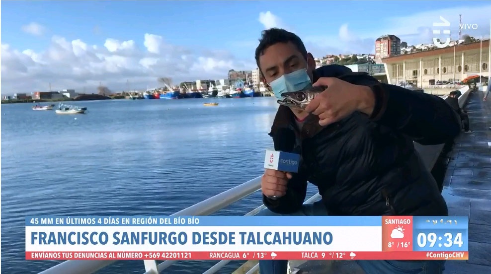 “No alimentar lobos marinos”: Sernapesca retó a matinal de CHV tras despacho desde Talcahuano y llamó a “no fomentar malas prácticas”