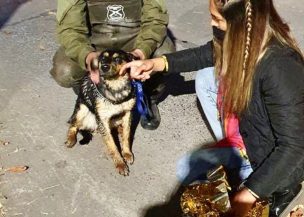 Llevaba más de dos horas en el agua: Carabineros logra rescatar a perrito atrapado en el canal San Carlos