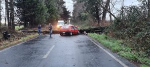 Los Ángeles: Caída de árbol sobre un vehículo deja a un muerto y a un herido de gravedad