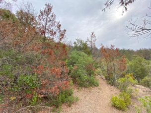 Cambio climático: Bosques de cipreses en riesgo por insectos e inminentes incendios