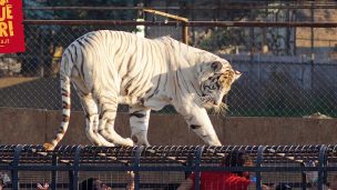 La veterinaria Dra. Jessica Gimpel habló en el Rompecabezas respecto al ataque de un tigre al interior del Parque Zafari