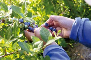 Estiman exportaciones de 117 mil toneladas de arándanos desde Chile