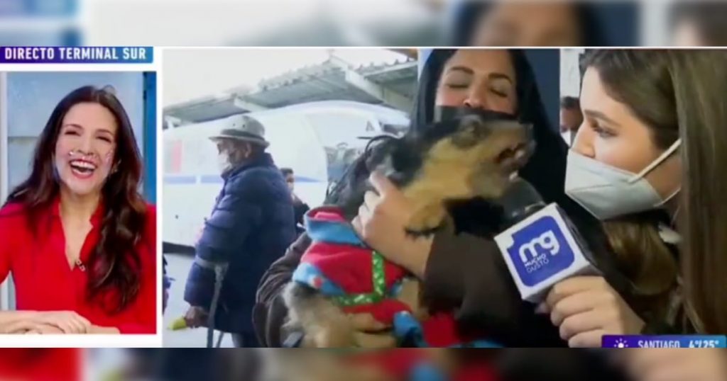 “¿Está enojado?”: El chascarro que vivió notera de “Mucho Gusto” tras entrevistar a perrito