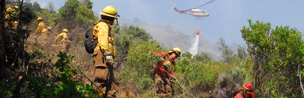 Incendio forestal en Viña del Mar, Quilpué y Villa Alemana: SENAPRED ordena evacuación en sectores afectados