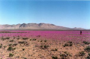 Agricultura participará en proyecto piloto para que desierto florido en Atacama ocurra cada año