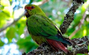 Plaga de loros amenaza rendimiento agrícola en suelos de Biobío