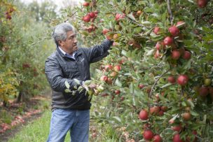 Hasta un 75% aumenta la cobertura del Seguro Agrícola de Indap