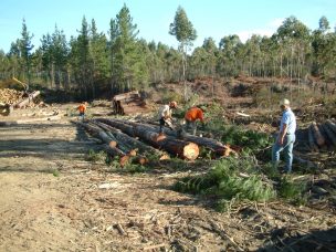 Llaman a pequeños y medianos propietarios forestales a contratar seguro con subsidio estatal en Biobío