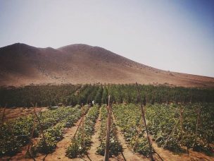 En Arica piden declarar zona de emergencia a valles agrícolas por muertes de niños que caen a pozos