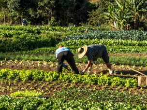 Encuesta SNA: 55% de los agricultores posterga inversiones por incertidumbre de cambios constitucionales