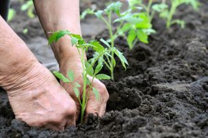 Agricultura entre las industrias que más impacto tienen para avanzar en los propósitos sostenibles