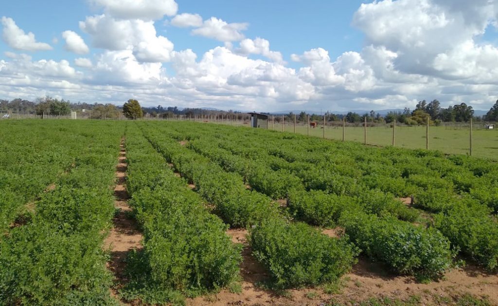 Alfalfa: la especie forrajera tolerante a la sequía