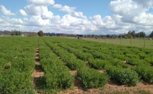 Alfalfa: la especie forrajera tolerante a la sequía