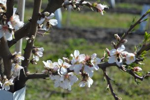 Florecen los primeros almendros en latitudes extremas