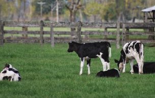 Consorcio Lechero presentó nuevo protocolo con foco en bienestar animal