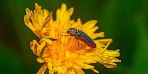 Hallan 11 nuevas especies de arácnidos e insectos en la Región de Coquimbo