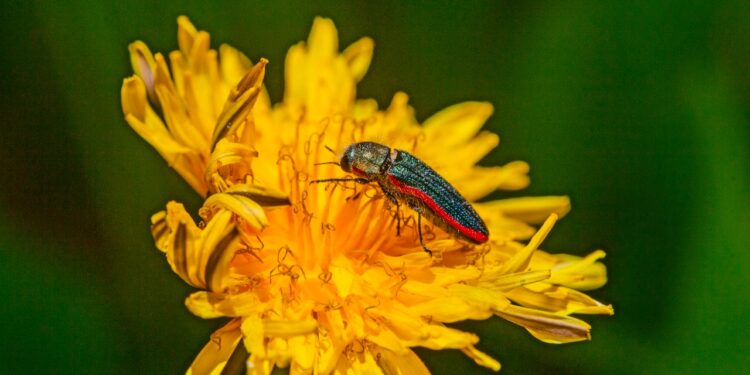 Hallan 11 nuevas especies de arácnidos e insectos en la Región de Coquimbo