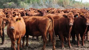 600 ganaderos de Biobío serían beneficiados por el banco de ADN animal para combatir el abigeato