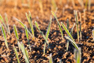 Las heladas tardías podrían dejar de ser un problema para los agricultores