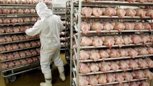 Reconocen aporte de trabajadores extranjeros en industria de carnes blancas