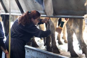 Prototipo para tratar leche en base a iones de cobre se adjudicó recursos FIC 2021