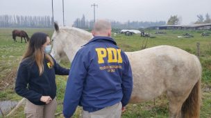 Fiestas Patrias: PDI impulsa campaña contra el abigeato