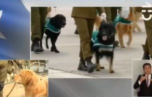 Televidentes captaron a perro que no quiso desfilar en la Parada Militar [VIDEO]