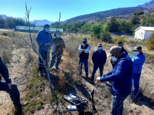 Minagri llama a pequeños agricultores a proteger sus plantaciones de nogales