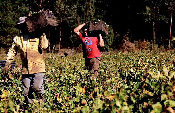 Estudian “visa temporal” para extranjeros ante escasez de trabajadores agrícolas